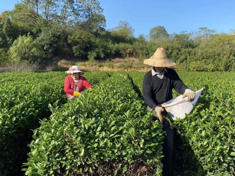 关于日铸茶园管护忙的相关内容(2)