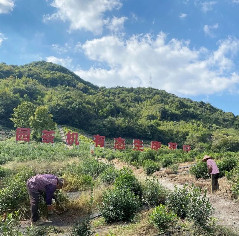 关于日铸茶园管护忙的相关内容(6)
