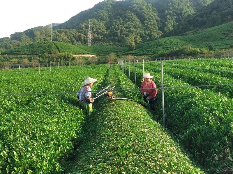 关于日铸茶园管护忙的相关内容(5)