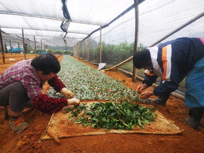 关于日铸茶园管护忙的相关内容(4)