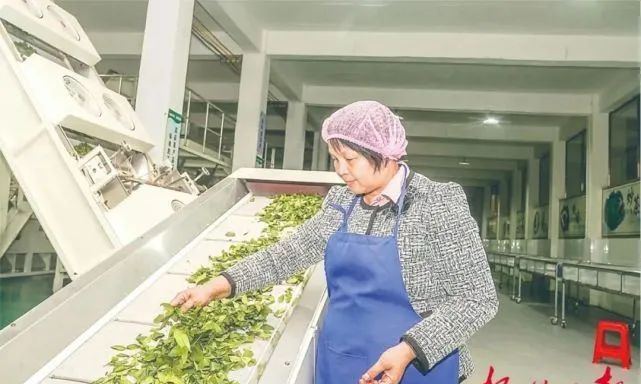 关于六堡茶核心产区发挥“三原”优势发展茶产业观察的消息(1)