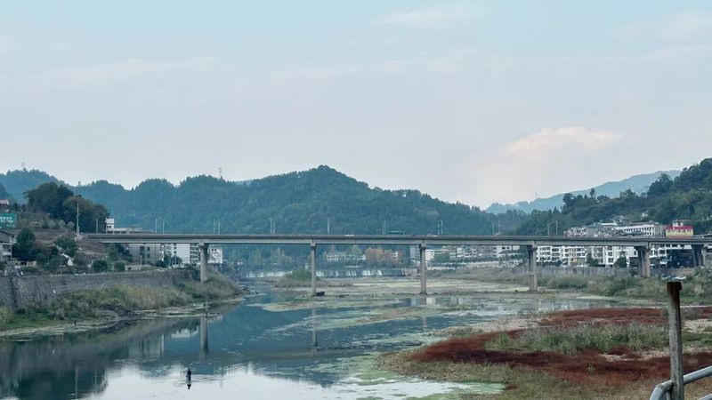 关于桑植白茶:从“农产品”到“致富品”的内容