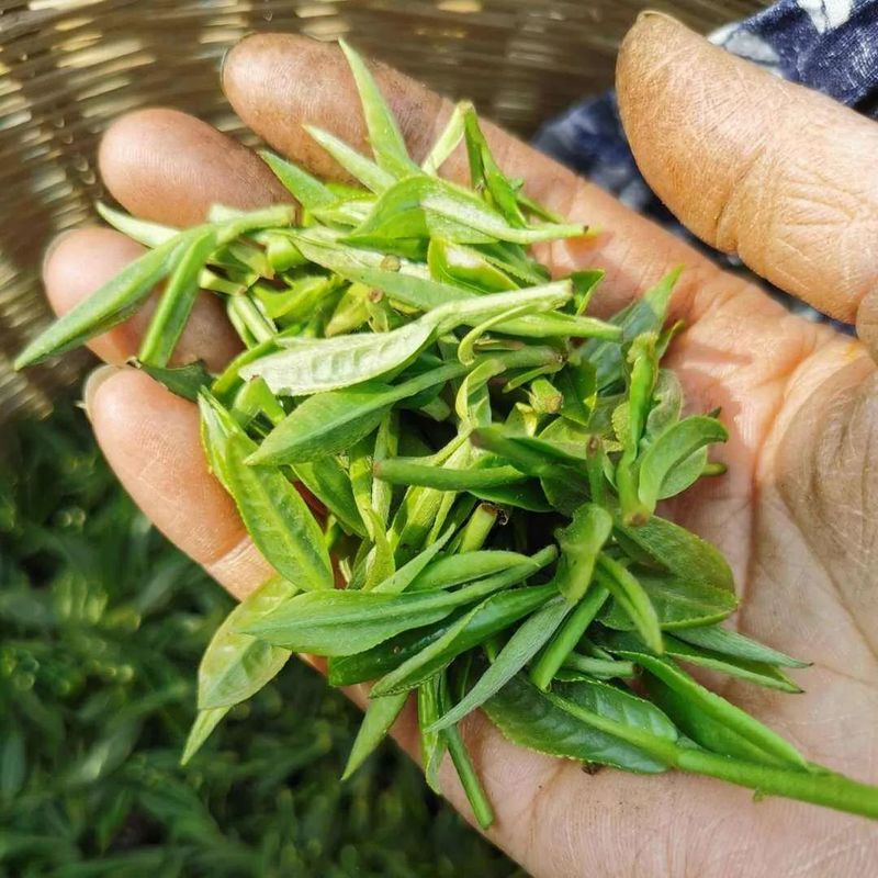 关于桑植白茶:从“农产品”到“致富品”的内容(7)