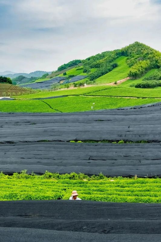关于网红新茶饮“径山抹茶啵啵米”火出圈，源自流传千年的杭州特产的相关内容(9)