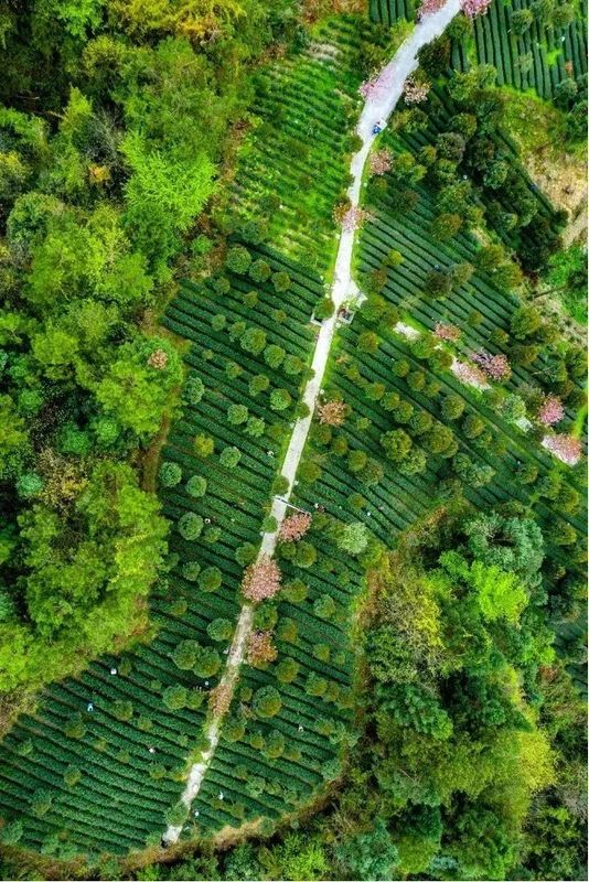 关于湖北茶礼红装焕新上市，让世界爱上湖北茶的消息