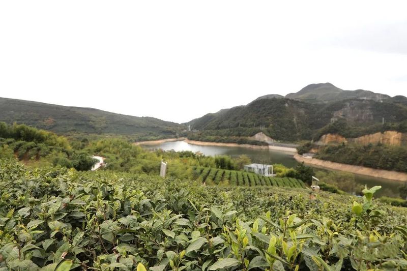 有关于都匀毛尖：“三绿透三黄”茶意绵长的相关信息(8)