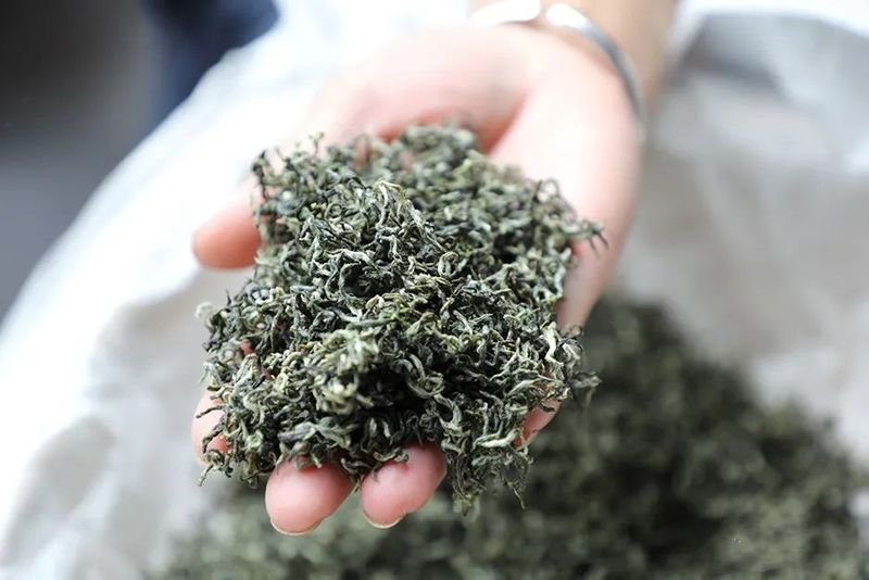 有关于都匀毛尖：“三绿透三黄”茶意绵长的相关信息(3)