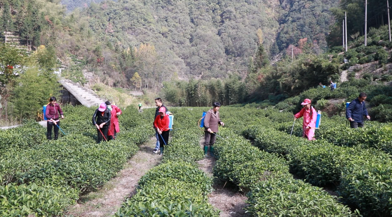 有关于“安吉一叶富一方”“被延期的茶博会”“来杯四川茶”“普洱茶伪大师现原形”的最新消息(6)