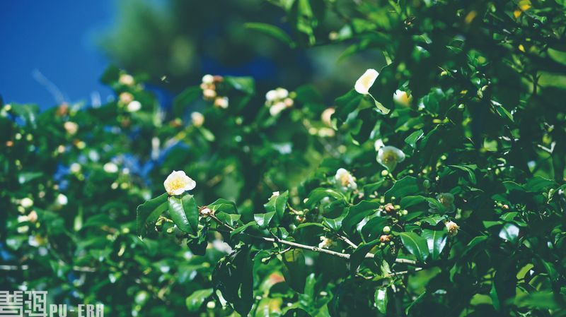 有关于“安吉一叶富一方”“被延期的茶博会”“来杯四川茶”“普洱茶伪大师现原形”的最新消息(5)