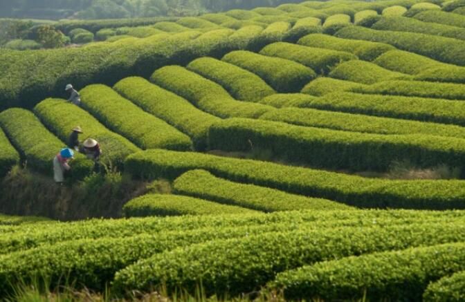 关于中国·丽水首届“三茶统筹 助力共富”活动暨丽水荒野茶发布仪式将举行的相关信息(3)