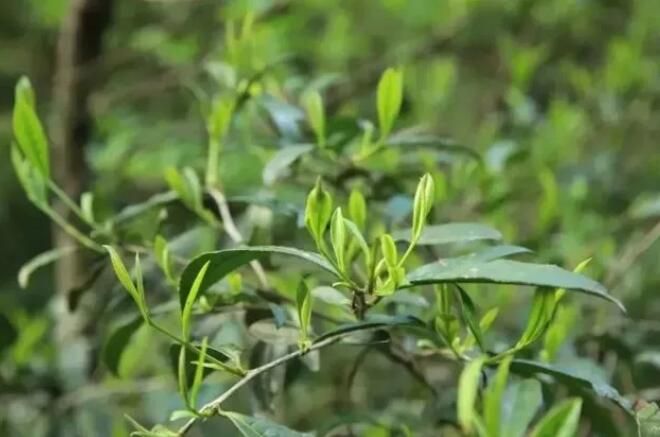 关于中国·丽水首届“三茶统筹 助力共富”活动暨丽水荒野茶发布仪式将举行的相关信息(2)