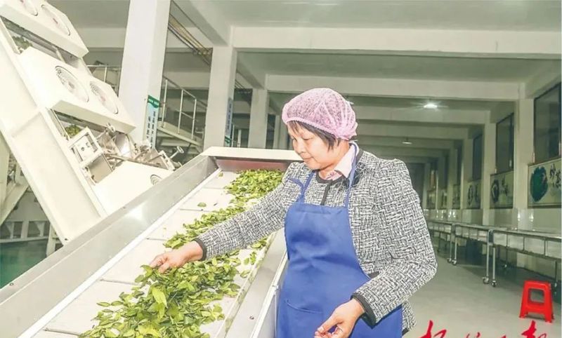有关于乘借东风提升茶产区“造血能力” ，六堡茶核心产区发挥“三原”优势发展茶产业观察的资讯(1)