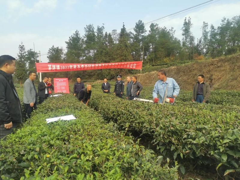 关于湄潭茅坪镇：推进秋冬季茶园管理工作的新闻