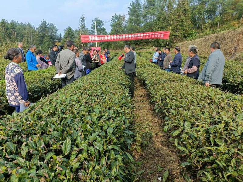 关于湄潭茅坪镇：推进秋冬季茶园管理工作的新闻(2)