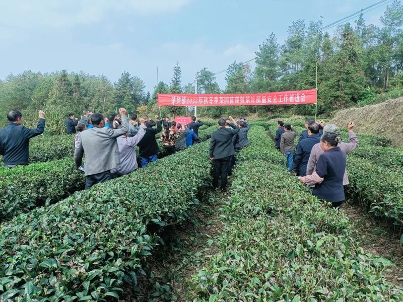 关于湄潭茅坪镇：推进秋冬季茶园管理工作的新闻(1)