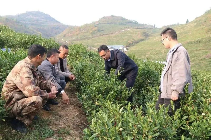 有关于沿河中寨镇:万亩茶园“返租倒包”群众腰包鼓的内容(2)