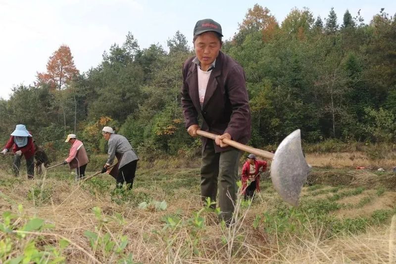 有关于沿河中寨镇:万亩茶园“返租倒包”群众腰包鼓的内容(4)
