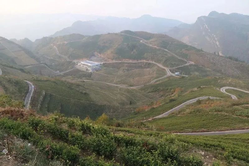 有关于沿河中寨镇:万亩茶园“返租倒包”群众腰包鼓的内容