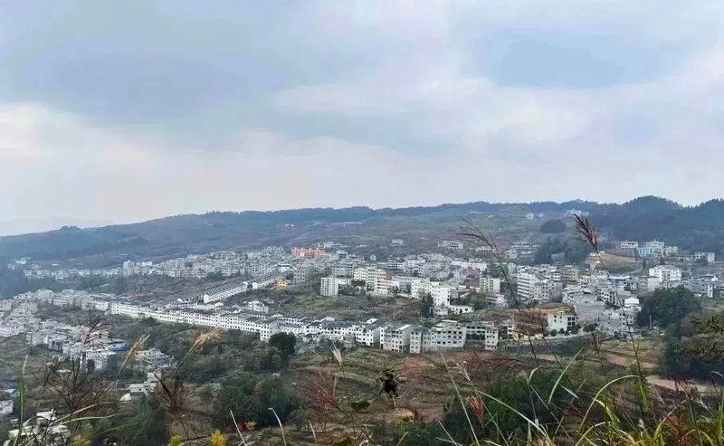 有关于沿河中寨镇:万亩茶园“返租倒包”群众腰包鼓的内容(7)