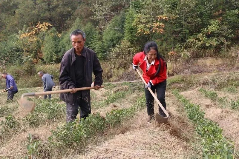 有关于沿河中寨镇:万亩茶园“返租倒包”群众腰包鼓的内容(3)