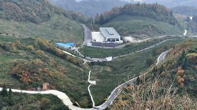 有关于沿河中寨镇:万亩茶园“返租倒包”群众腰包鼓的内容(6)