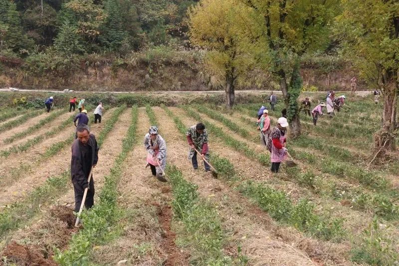 有关于沿河中寨镇:万亩茶园“返租倒包”群众腰包鼓的内容(5)
