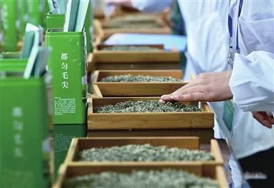 关于“都匀毛尖技工”助推茶产业高质量发展的信息(11)