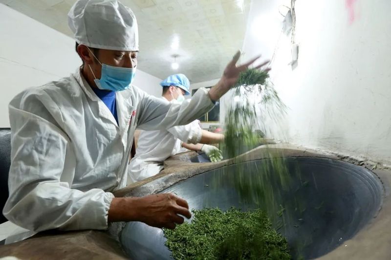 关于“都匀毛尖技工”助推茶产业高质量发展的信息(8)