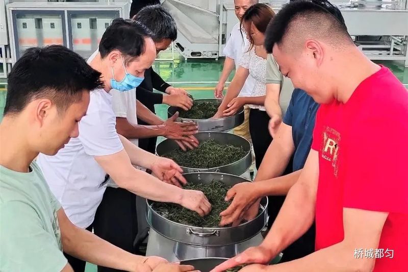 关于“都匀毛尖技工”助推茶产业高质量发展的信息(6)
