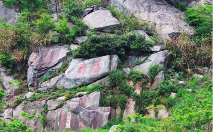 关于岳西县姚河乡做强茶叶产业 打造 “翠兰茗香”特色小镇的最新消息(3)