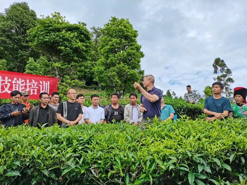 关于党建引领茶产业振兴——绿春县抓党建促乡村振兴典型经验的资讯