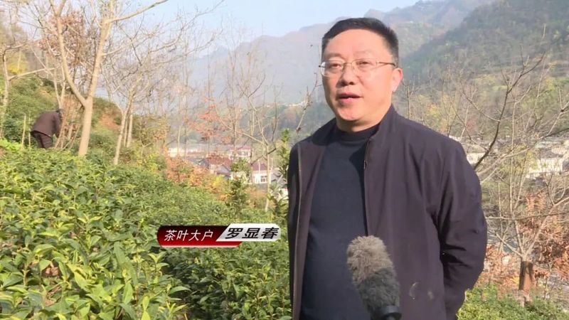 关于平利县全面开展冬季茶园管护 确保春茶丰产丰收的内容(3)