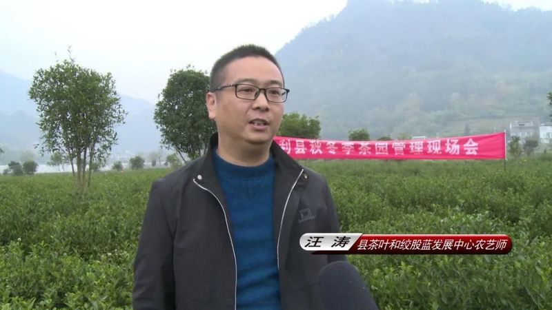 关于平利县全面开展冬季茶园管护 确保春茶丰产丰收的内容(1)
