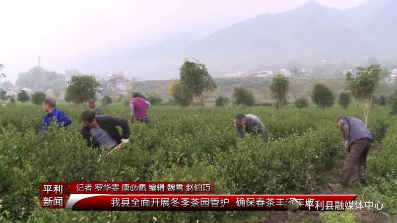 关于平利县全面开展冬季茶园管护 确保春茶丰产丰收的内容