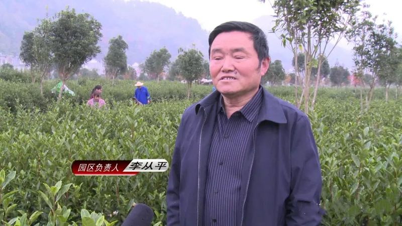 关于平利县全面开展冬季茶园管护 确保春茶丰产丰收的内容(2)