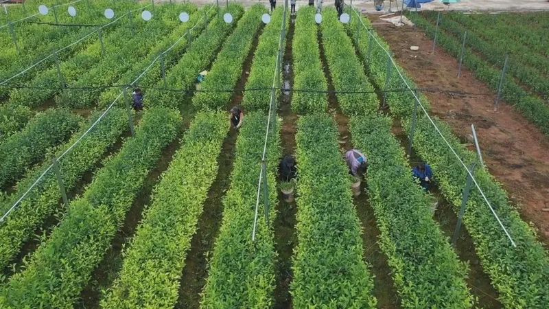 关于深入学习贯彻党的二十大精神看,藤县:积极推进茶园建设大会战 助力六堡茶产业做大做强的内容(5)