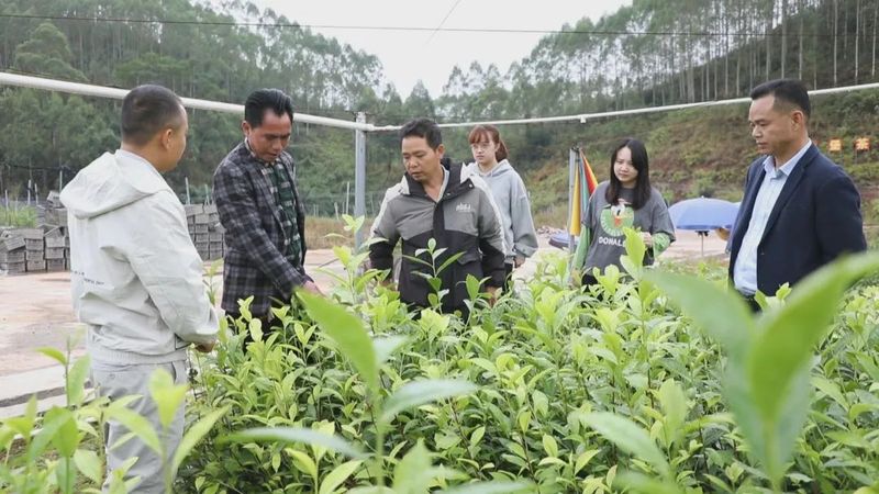 关于深入学习贯彻党的二十大精神看,藤县:积极推进茶园建设大会战 助力六堡茶产业做大做强的内容(4)