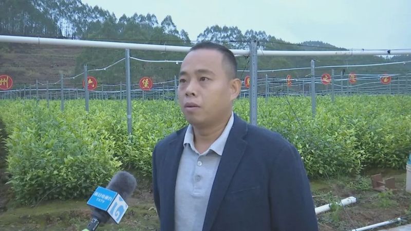 关于深入学习贯彻党的二十大精神看,藤县:积极推进茶园建设大会战 助力六堡茶产业做大做强的内容(6)