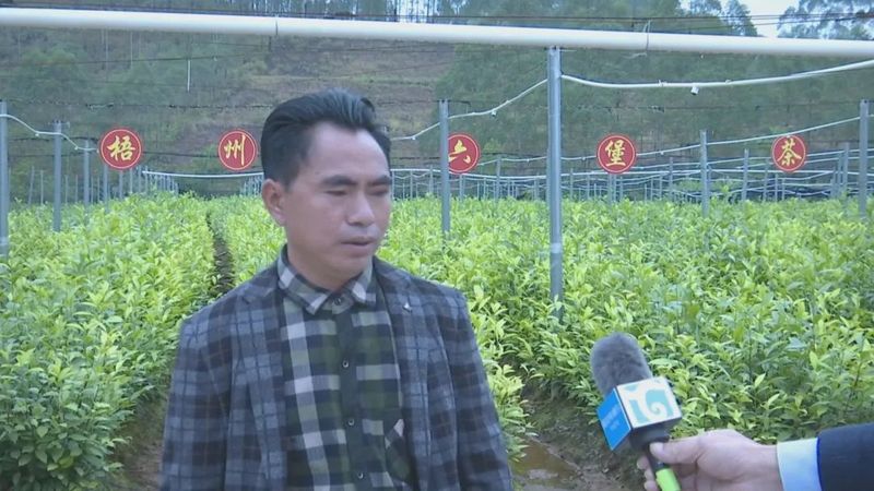 关于深入学习贯彻党的二十大精神看,藤县:积极推进茶园建设大会战 助力六堡茶产业做大做强的内容(3)