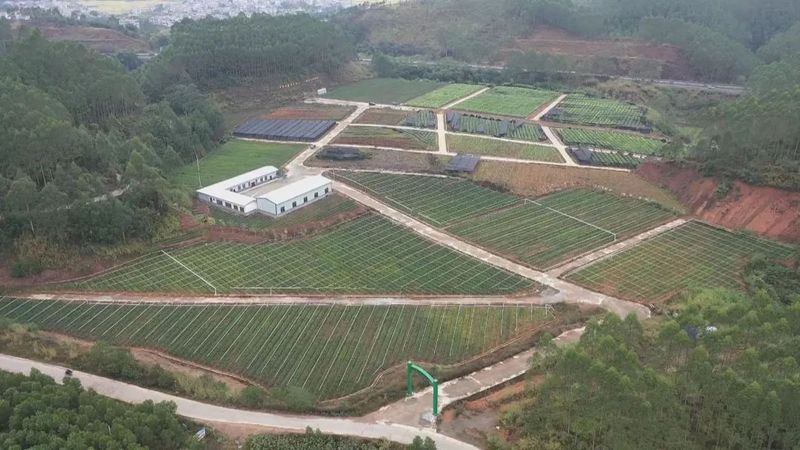 关于深入学习贯彻党的二十大精神看,藤县:积极推进茶园建设大会战 助力六堡茶产业做大做强的内容