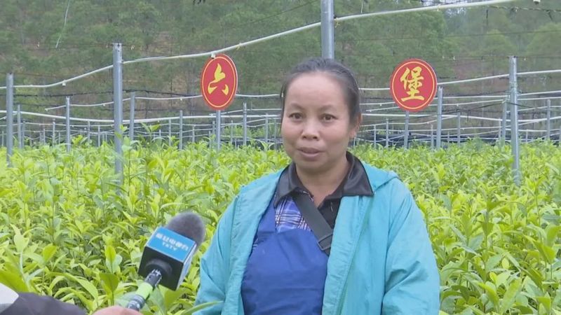 关于深入学习贯彻党的二十大精神看,藤县:积极推进茶园建设大会战 助力六堡茶产业做大做强的内容(1)