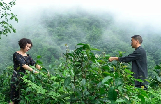 关于今天喝撒子哎?来杯四川茶!的资讯(9)