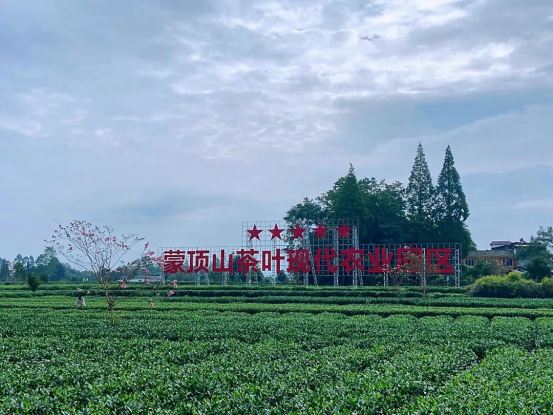 关于今天喝撒子哎?来杯四川茶!的资讯(5)