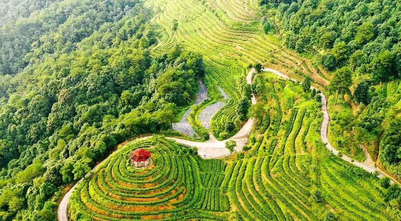 有关于福建漳平南洋镇:从一度滞销到声名远扬,这里有属于水仙茶的故事!的相关信息(3)