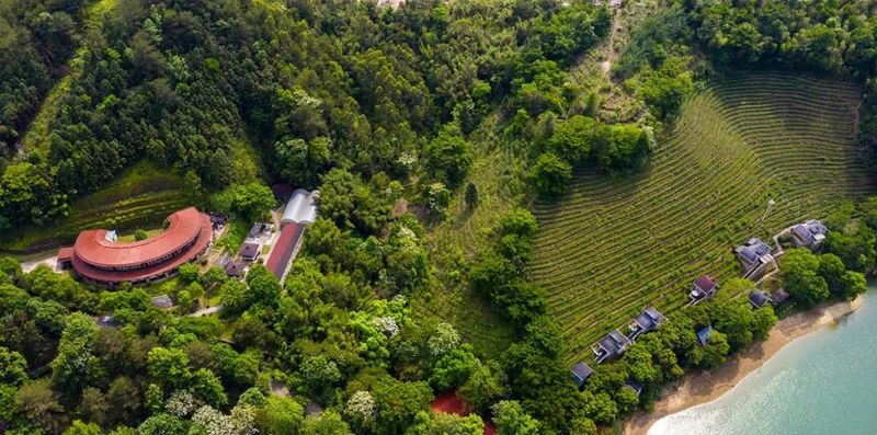 有关于福建漳平南洋镇:从一度滞销到声名远扬,这里有属于水仙茶的故事!的相关信息(4)