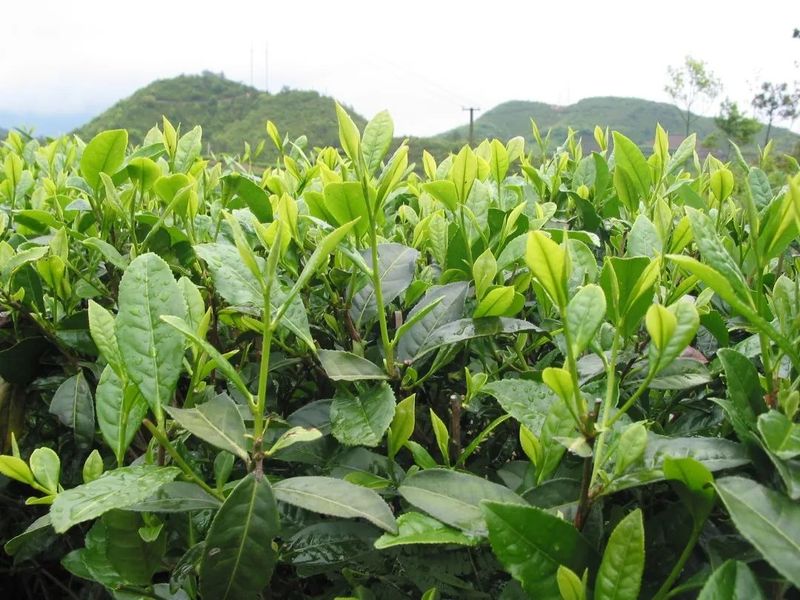 有关于解读华茶一号——福鼎大白茶!的信息(2)