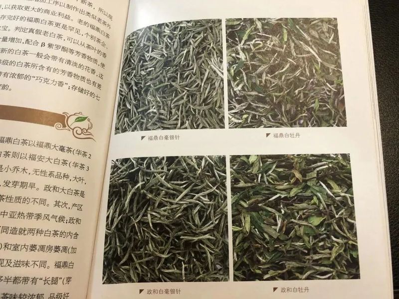 有关于解读华茶一号——福鼎大白茶!的信息(5)