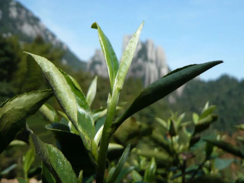 有关于解读华茶一号——福鼎大白茶!的信息(1)