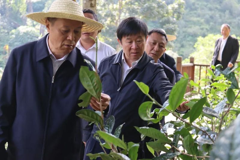 有关于云南省人大常委会调研组到临沧市调研古茶树保护立法和代表工作的相关信息