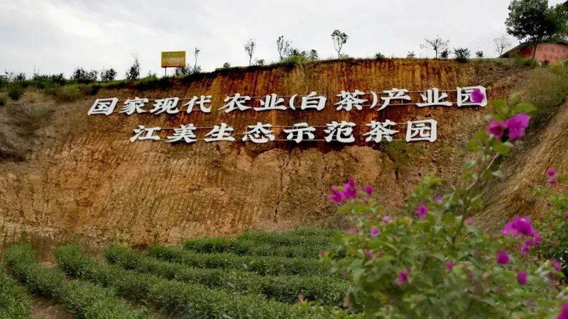 有关于点头镇江美村：大力发展茶产业，助力乡村振兴的资讯(3)
